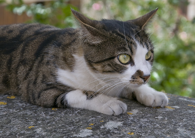 Provence 2014 +20140608_1003 als Smart-Objekt-1 Kopie.jpg - Die Mietze hatte es sich bei 35 Grad im Schatten gemütlich gemacht